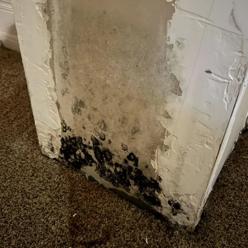 Professional Mold Removal in Santa Teresa, NM